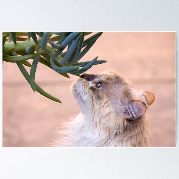 Item preview, Stop and smell.. the succulent? designed and sold by Kimberly Palmer.