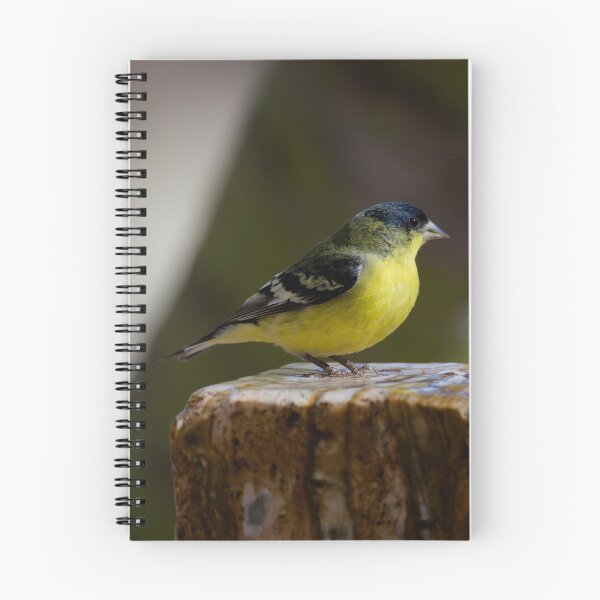 Item preview, Jilguero menor en una fuente en Tucson, Arizona designed and sold by Clarkwurks Photography.