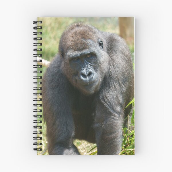 Item preview, Gorilla Shufai’s Thoughtful Gaze designed and sold by rawshutterbug.