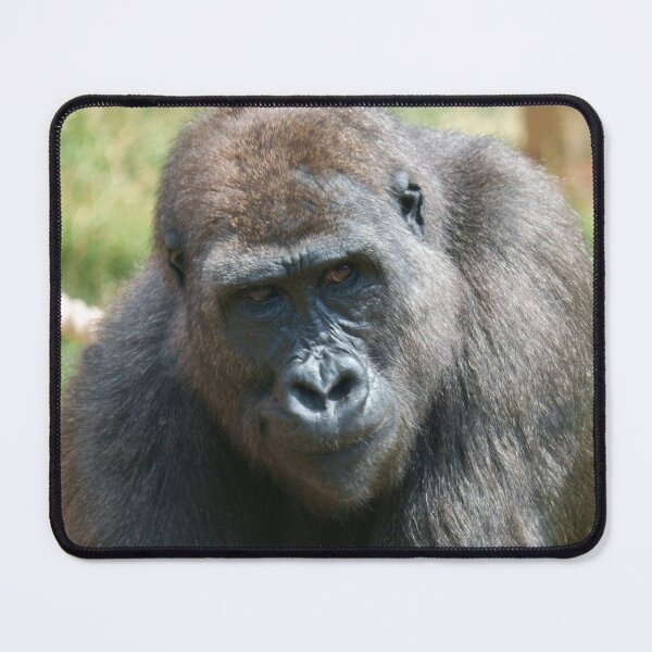 Item preview, Gorilla Shufai’s Thoughtful Gaze designed and sold by rawshutterbug.