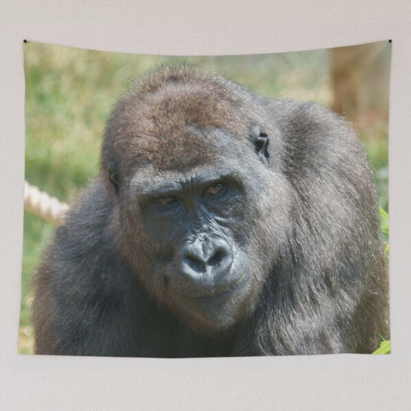 Item preview, Gorilla Shufai’s Thoughtful Gaze designed and sold by rawshutterbug.