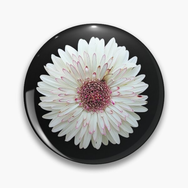 Item preview, Barberton Daisy Flower Botanical Art designed and sold by bvdesignart.