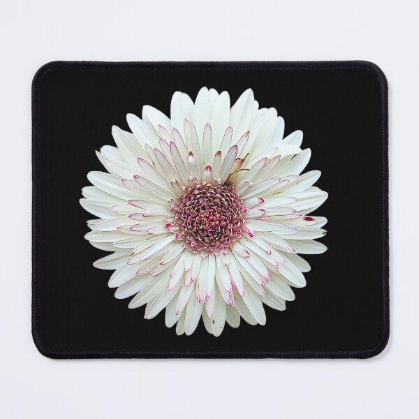 Item preview, Barberton Daisy Flower Botanical Art designed and sold by bvdesignart.
