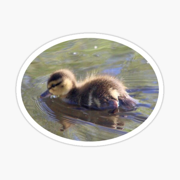 Item preview, Mallard Duckling designed and sold by Laura's Wildlife Photography.
