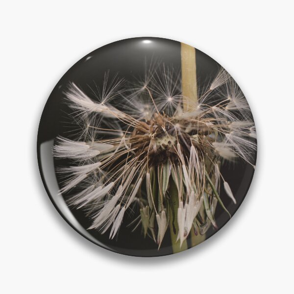Item preview, An atmospheric dramatic photo of a wet dandelion on a black background. designed and sold by RinaZik.