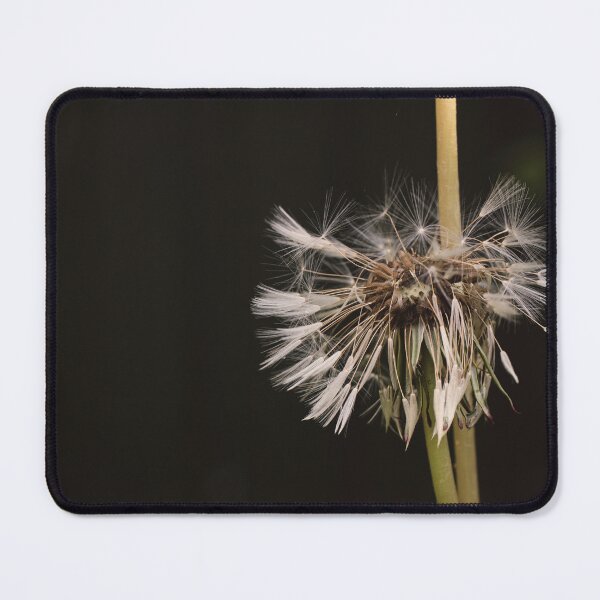 Item preview, An atmospheric dramatic photo of a wet dandelion on a black background. designed and sold by RinaZik.