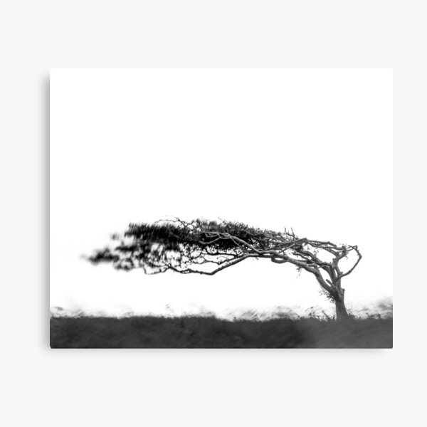 Windswept Metal Print