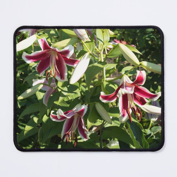 Item preview, Stargazer Lilies Garden Superbloom in the Sunshine designed and sold by Georgia Mizuleva.