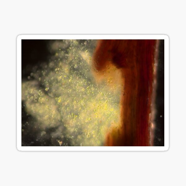 Item preview, Cell rupture in dark field with algae colonization designed and sold by VeiledDepths.