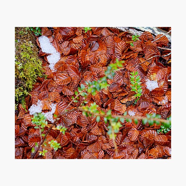 Item preview, Autumn Litter designed and sold by Harry Oldmeadow.