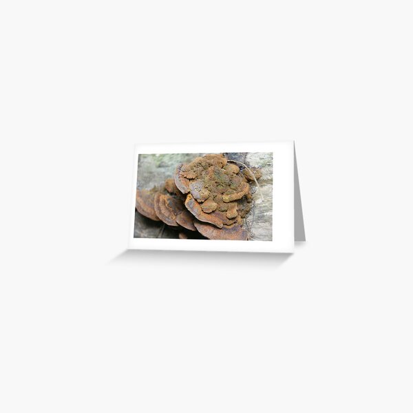 Brown Fungi Greeting Card
