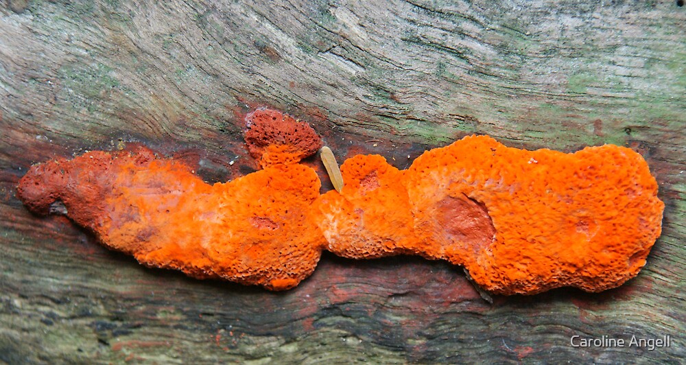 "Orange Moss" by Caroline Angell Redbubble