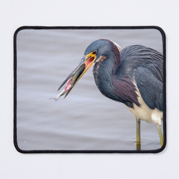 Item preview, Great Timing For The Tricolored Heron designed and sold by Debra Martz.