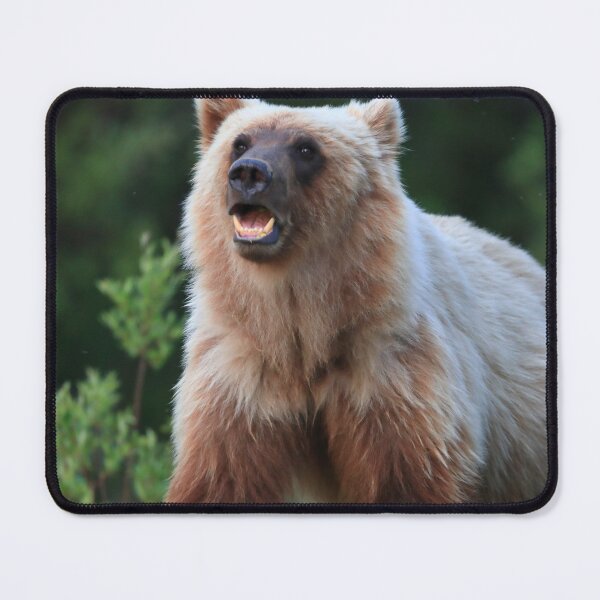 Item preview, Young grizzly bear designed and sold by zumi.