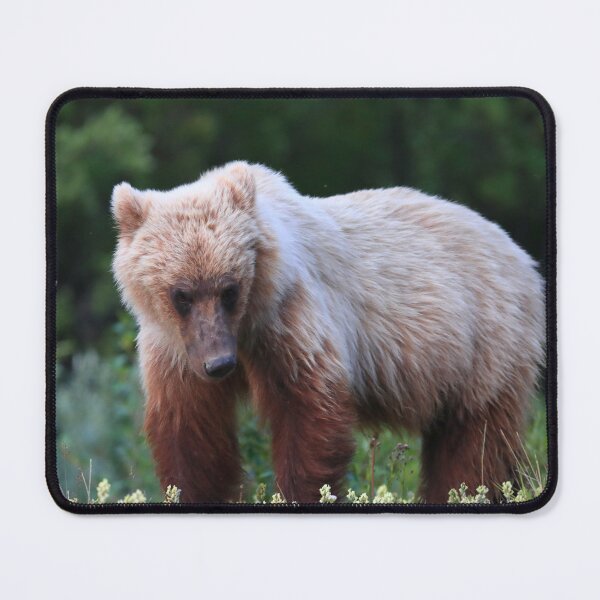 Item preview, Young grizzly bear II designed and sold by zumi.