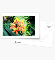 Orchids of the Yellow and Orange Kind Postcards