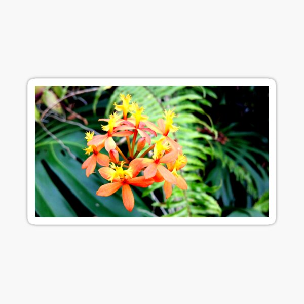 Orchids of the Yellow and Orange Kind Sticker