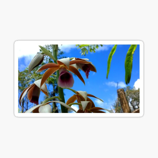 Wild Exotic Orchid Sticker