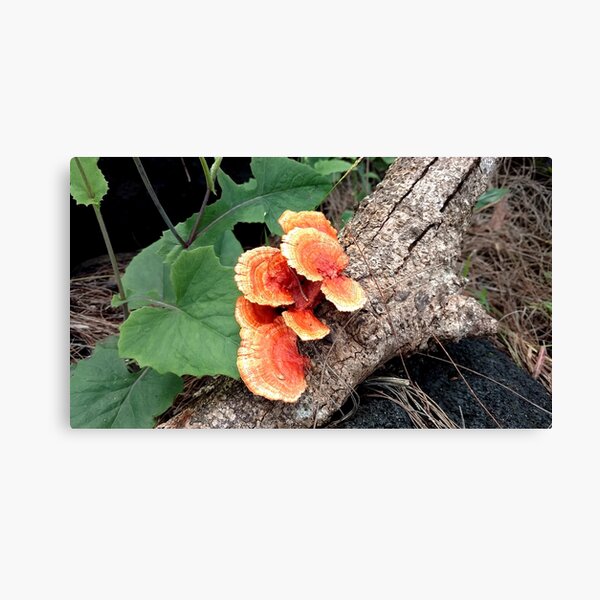 Item preview, Fungus on a Log designed and sold by Doing Hawaii.