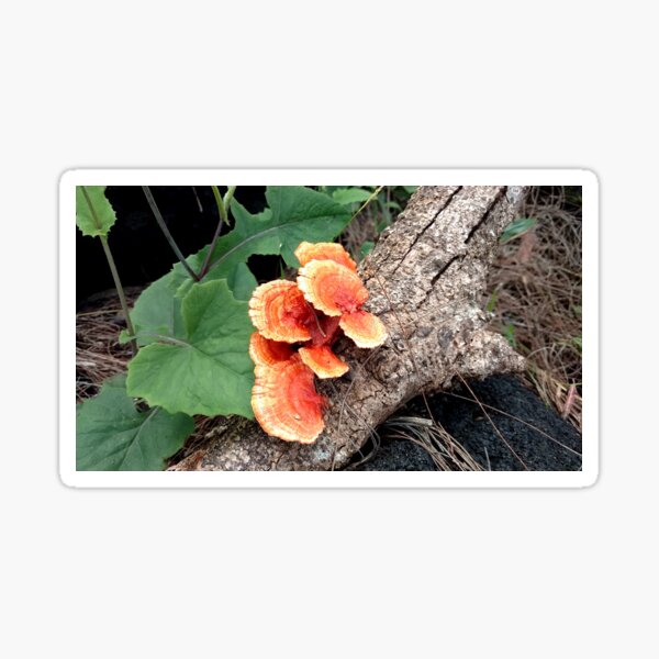 Fungus on a Log Sticker