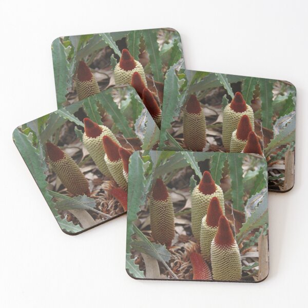 Item preview, Red Tipped Banksias (Banksia petiolaris) designed and sold by lezvee.