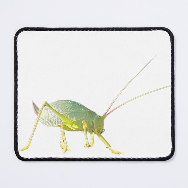 Item preview, Katydid designed and sold by LoveGraceValor.