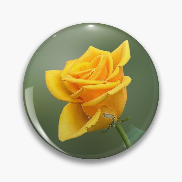 Item preview, Beautiful yellow rose in a garden. Single vibrant yellow rose. designed and sold by PorRayong.