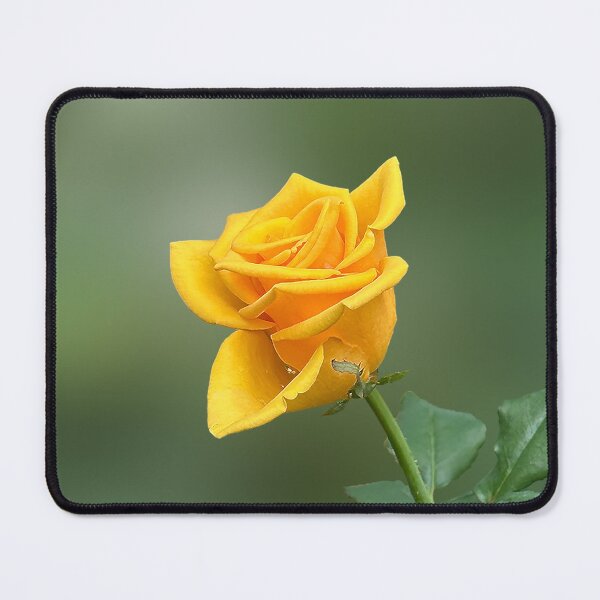 Item preview, Beautiful yellow rose in a garden. Single vibrant yellow rose. designed and sold by PorRayong.