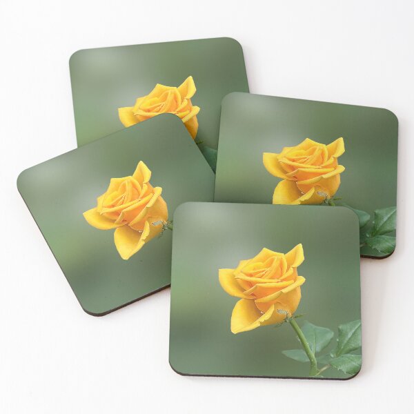 Item preview, Beautiful yellow rose in a garden. Single vibrant yellow rose. designed and sold by PorRayong.
