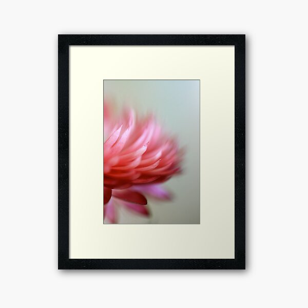 Strawflower Framed Art Print