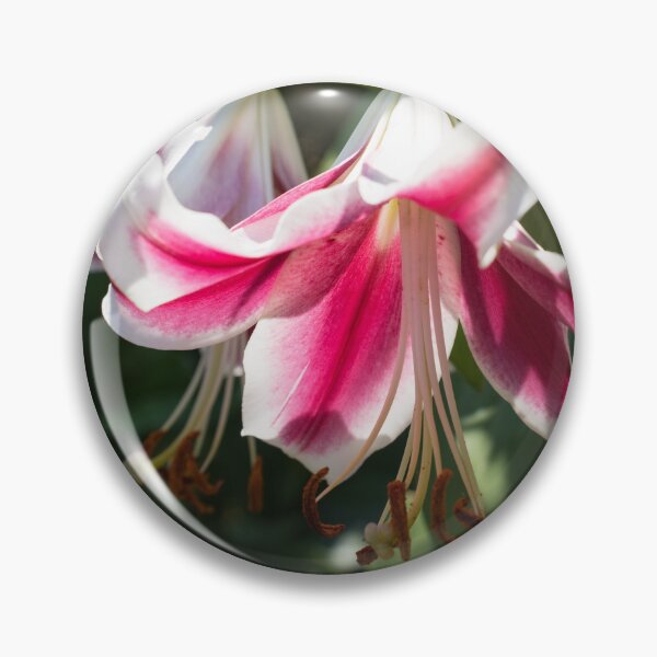 Item preview, Sunlit Pink and White Lily Closeup designed and sold by Georgia Mizuleva.
