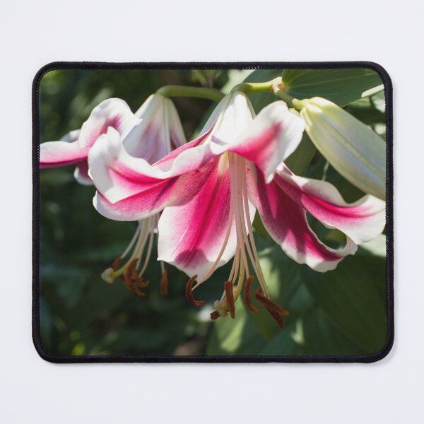 Item preview, Sunlit Pink and White Lily Closeup designed and sold by Georgia Mizuleva.