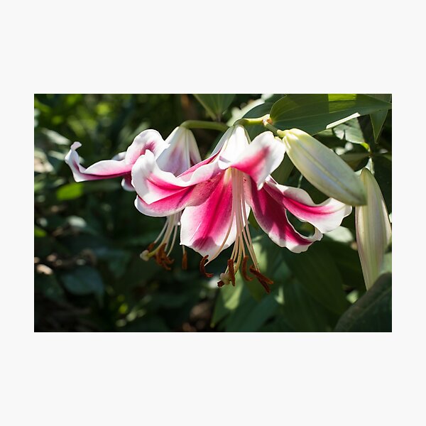 Item preview, Sunlit Pink and White Lily Closeup designed and sold by Georgia Mizuleva.