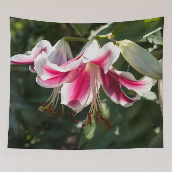 Item preview, Sunlit Pink and White Lily Closeup designed and sold by Georgia Mizuleva.