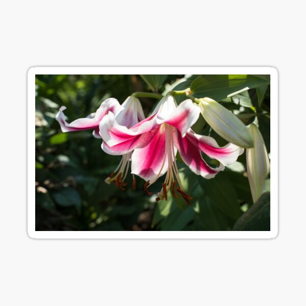 Item preview, Sunlit Pink and White Lily Closeup designed and sold by Georgia Mizuleva.