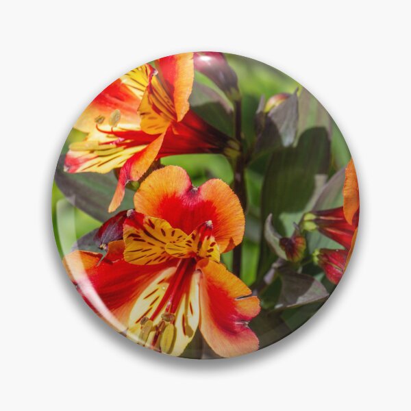Item preview, Peruvian Lily Trio designed and sold by e-MB-Photos.