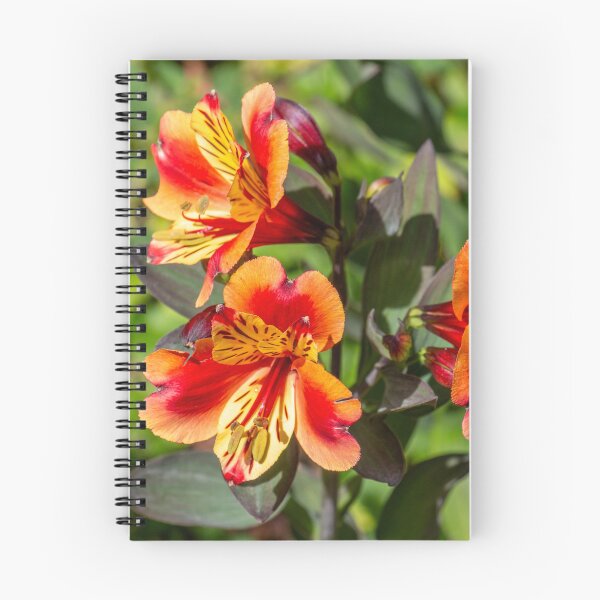 Item preview, Peruvian Lily Trio designed and sold by e-MB-Photos.