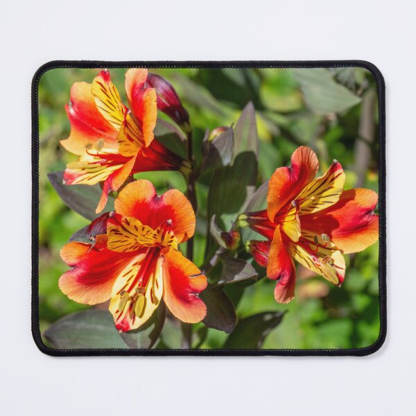 Item preview, Peruvian Lily Trio designed and sold by e-MB-Photos.