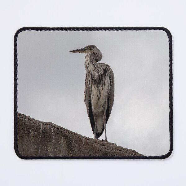 Item preview, Stoic Heron designed and sold by e-MB-Photos.