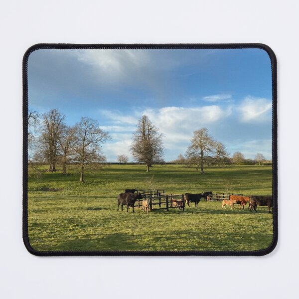 Item preview, Cows at Deene Park, Northamptonshire, UK designed and sold by Kate Anderson Art.