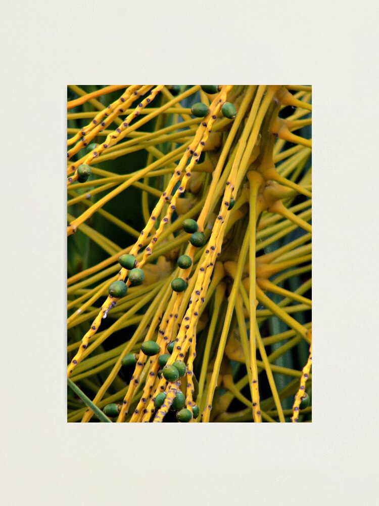 Alternate view of Tropical Maze Photographic Print
