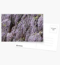 Wisteria Cascades Postcards