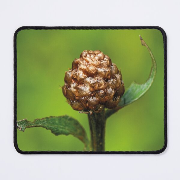 Item preview, Macro of a Wildflower Bud (Centaurea) – Unopened Brown Flower Head with Green Background designed and sold by 3 Hours of Silence.