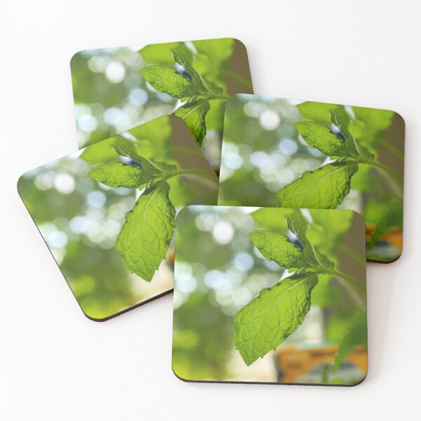 Item preview, Fresh Basil in Natural Light – Kitchen Herb Photography designed and sold by MarcVan.
