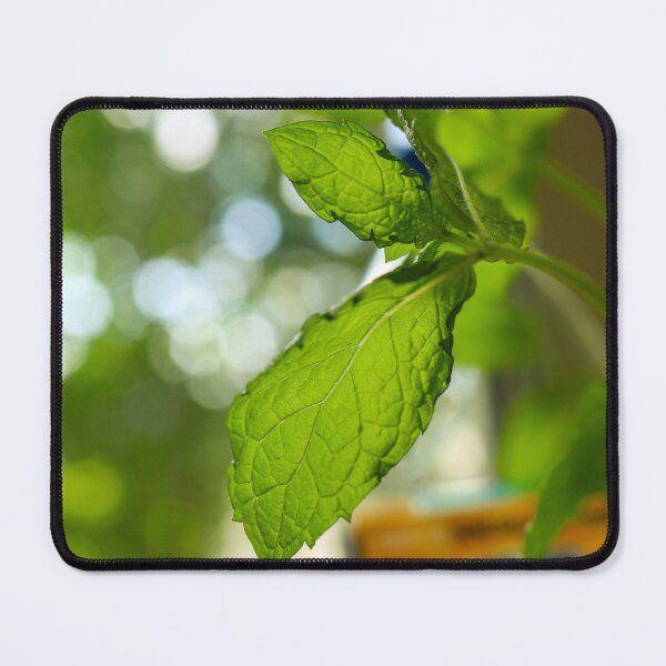Item preview, Fresh Basil in Natural Light – Kitchen Herb Photography designed and sold by MarcVan.
