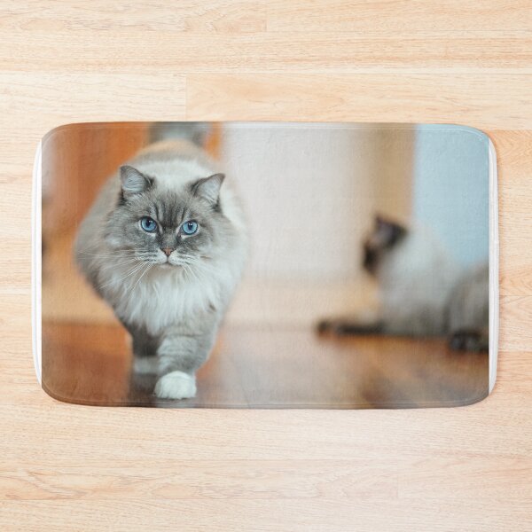 Artikelvorschau, Flauschige Ragdoll-Katze beim Spazierengehen – Foto bei weichem Licht entworfen und verkauft von MarcVan.