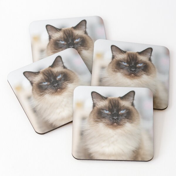 Item preview, Elegant Ragdoll Cat with Sapphire Eyes – Riccardo designed and sold by MarcVan.