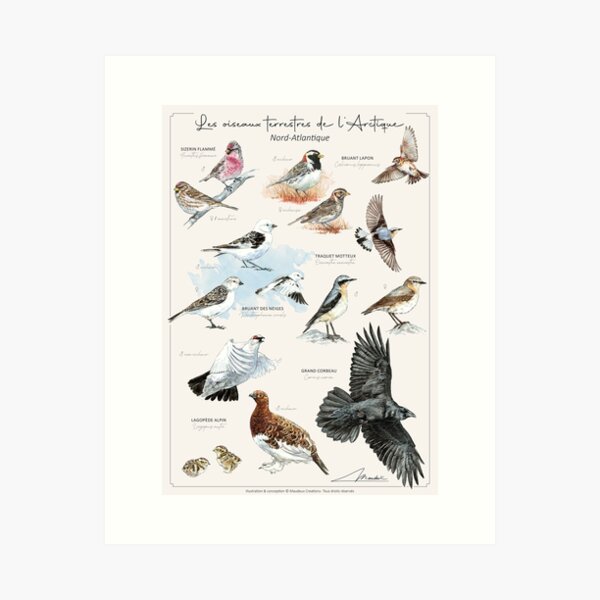 Item preview, Les oiseaux terrestres de l'Arctique - version FR designed and sold by Maudeux.