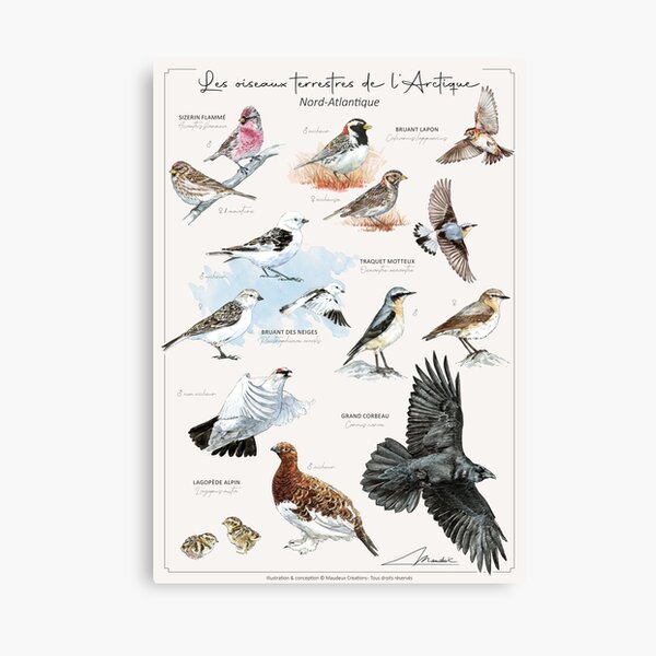 Item preview, Les oiseaux terrestres de l'Arctique - version FR designed and sold by Maudeux.