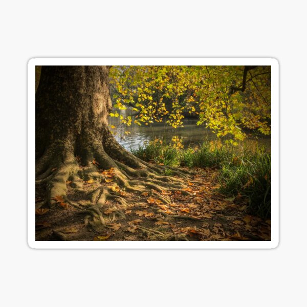 Item preview, Autumn Tree at Hampden Park Pond designed and sold by karenadams.